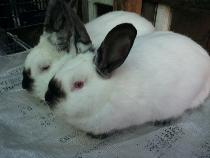 Mascul si femela de 6 luni