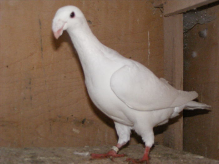 F 2015 vinduta noiembrie 2015