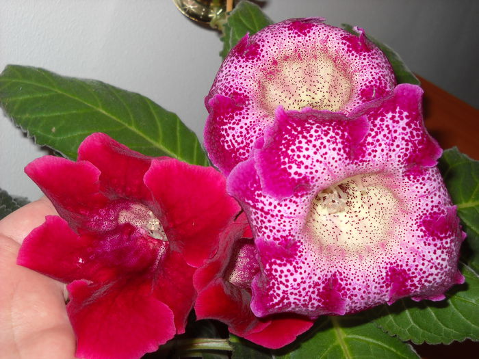 180 - 1GLOXINIA-2015