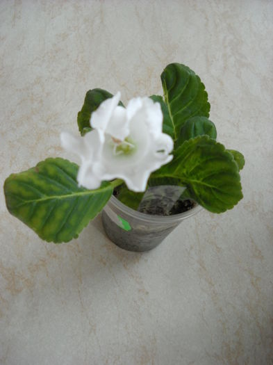 Mont Blanc - 1GLOXINIA-2015