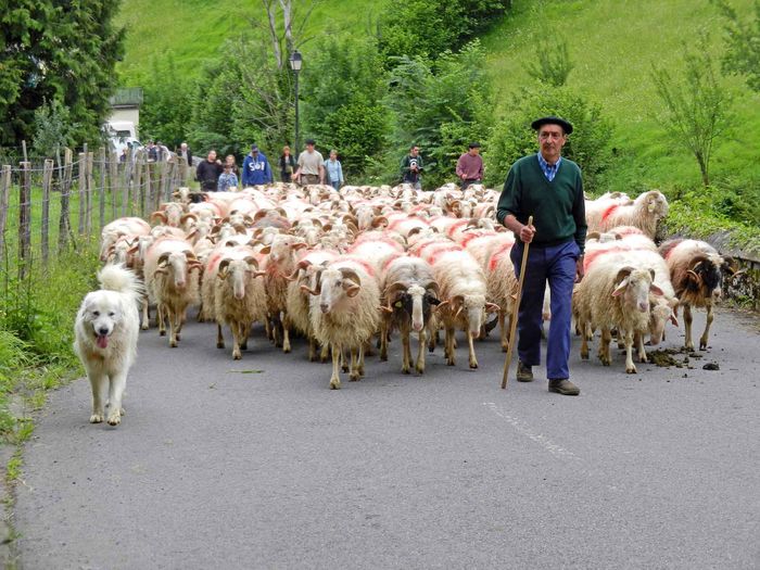 Batranul cu oitele si cainele - RASE DE OI SI CAPRE-POZE DEOSEBITE 9