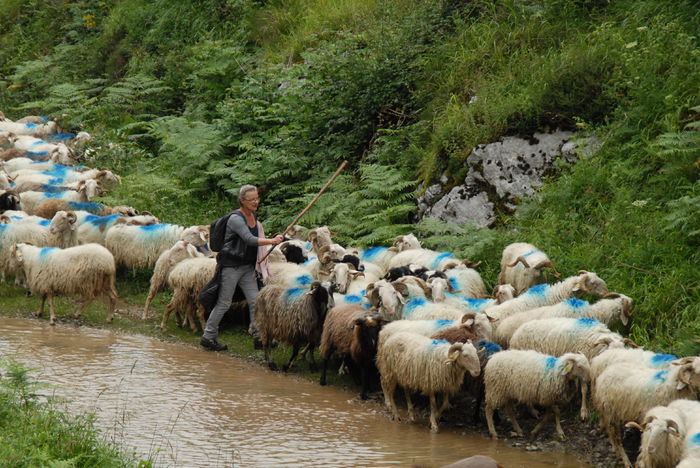 Transhumanta cu turma de oi in Alpi - RASE DE OI SI CAPRE-POZE DEOSEBITE 9