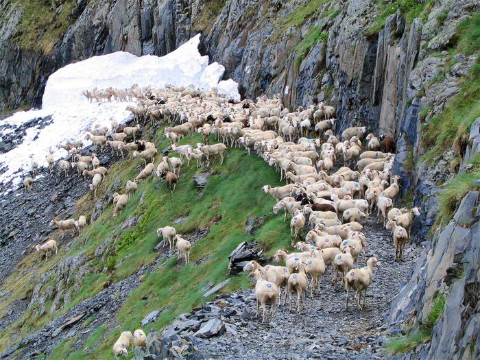 Turma de oi in Pirinei - RASE DE OI SI CAPRE-POZE DEOSEBITE 9