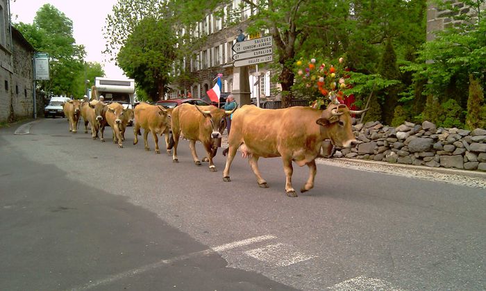 Vacutele Aubrac pleaca la munte