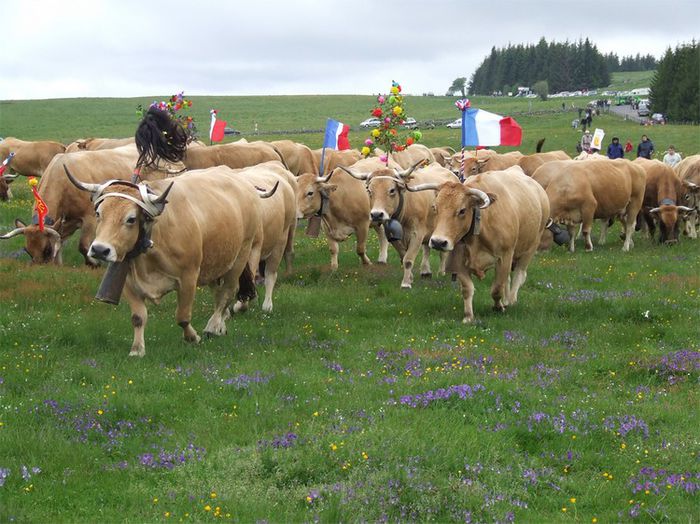 Vacutele merg la munte-65