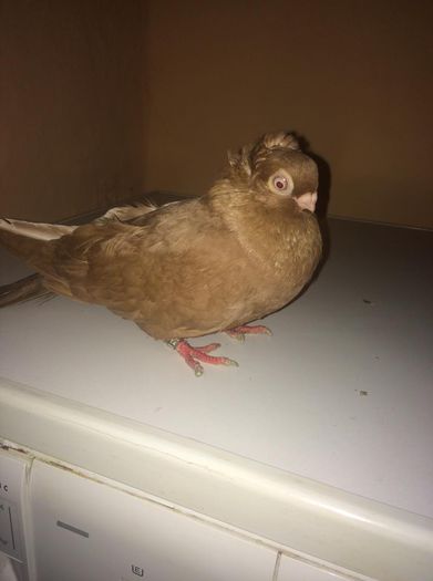 12227263_973228036053328_203949576_o