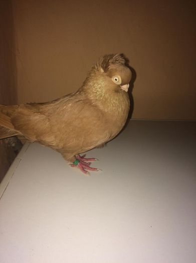 12236731_973228042719994_1377916631_o