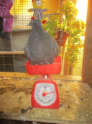 sai sara ... arcurile :))