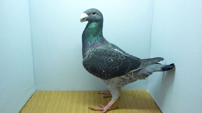 F 647 - Voiajori Germani Poze