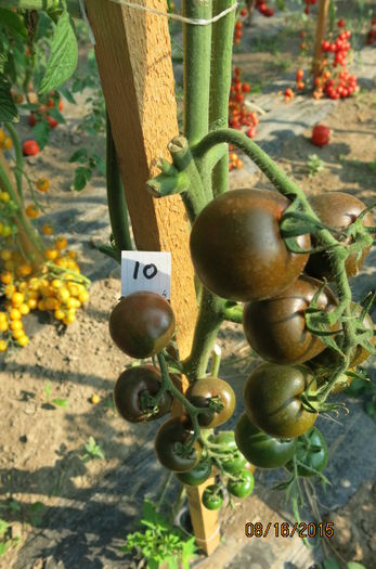 CHERI NEGRE CHINA - 2015