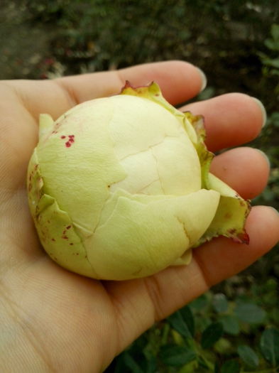 IMG_20151108_130633 - 0 TRANDAFIRI 2015