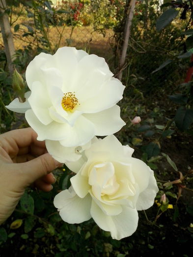 IMG_20151111_125544 - 0 TRANDAFIRI 2015