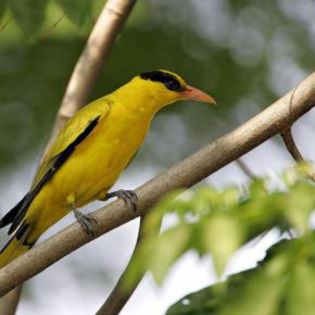 50544_75df3a625fe774ad6cf143a3dad56b81_mdsq