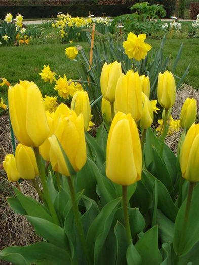 Tulipa Candela - Bulbs