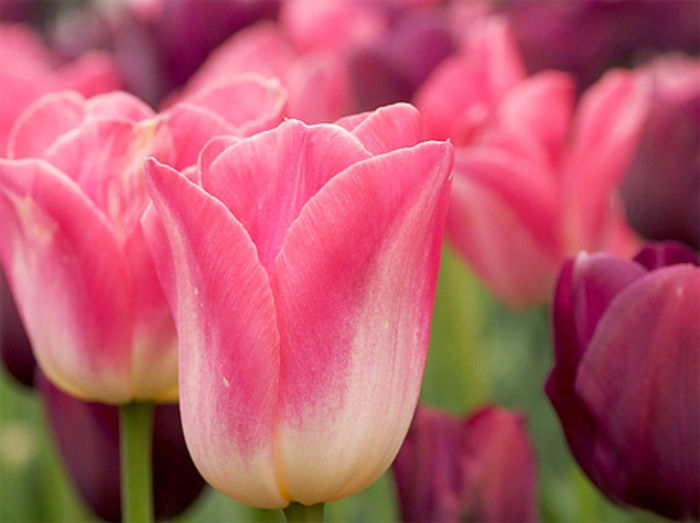 Tulipa Dynasty - Bulbs