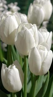 Tulipa Witte Rebel - Bulbs