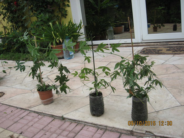 Picture 4723 - Passiflora caerulea