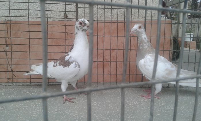 20151111_145033 - voiajori stil vechi de vanzare