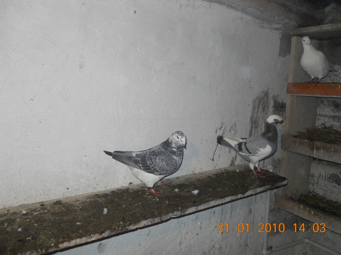 DSCN0184