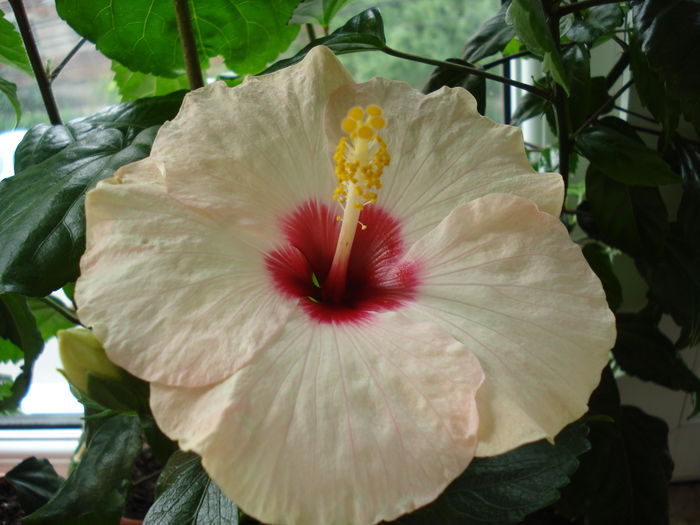 DSC01887 - Hibiscus Saint Tropez