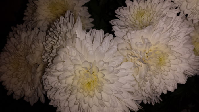 20151111_104708 - Crizanteme