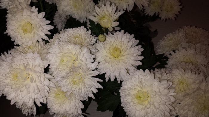 20151111_104724 - Crizanteme