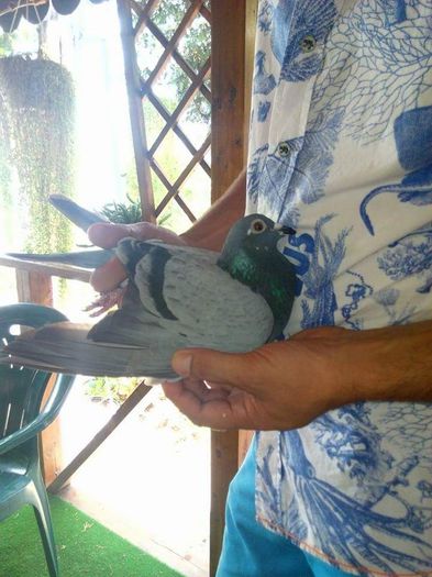 SWALLOW-ORIG.DRAGHICI ALEX; LOCUL 1 DONETS&#039;K 2015 ZONA 2
LOCUL 1 NAT. AS MARATON 2015
