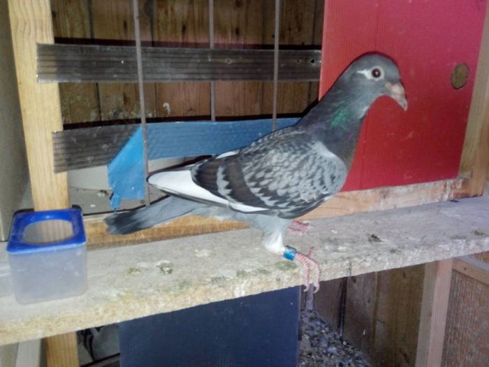 CADOU-ORIG.MANEA MARIA; FIU DEDICATIE
