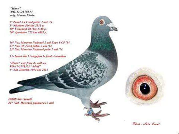 DEDICATIE-ORIG.MANEA MARIA; FOARTE BUN REPRODUCATOR
