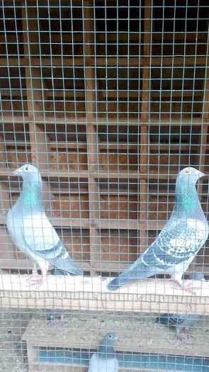 ADOLF-SWALLOW-PERECHEA 2015