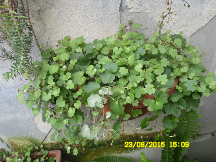 SAM_0364 - SEDUM 2015