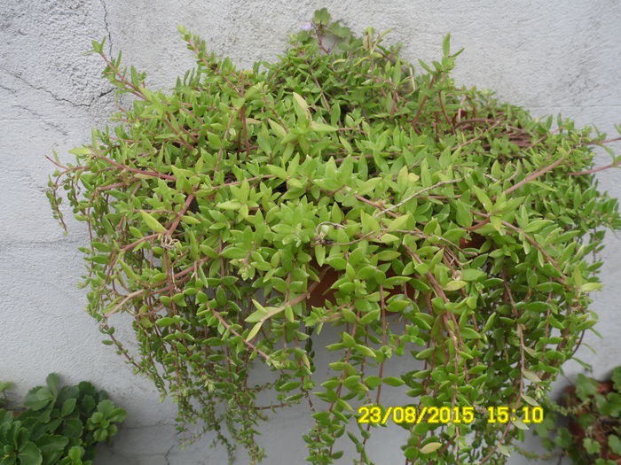 SAM_0368 - SEDUM 2015