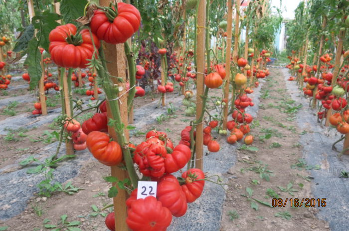 ROSII MARMANDE