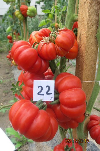 ROSII MARMANDE