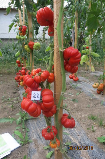 ROSII MARMANDE