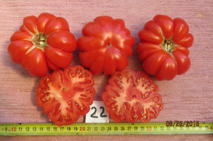 ROSII MARMANDE