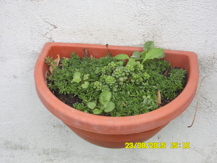 SAM_0371 - SEDUM 2015
