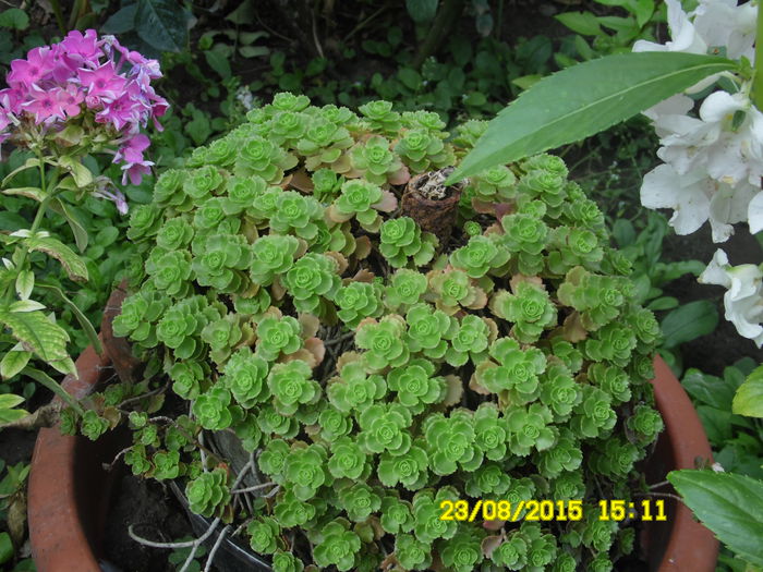 SAM_0378 - SEDUM 2015