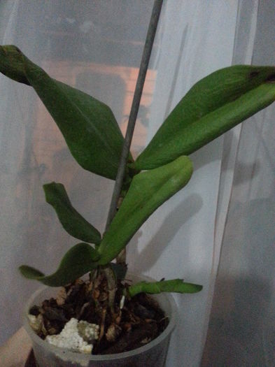 20151111_142931 - De vinzare orhidei