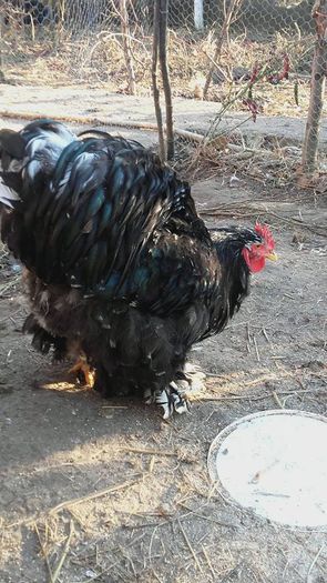 12204906_1705092863060879_1068774651_n