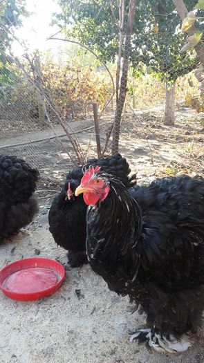 12202348_1705092856394213_524863737_n