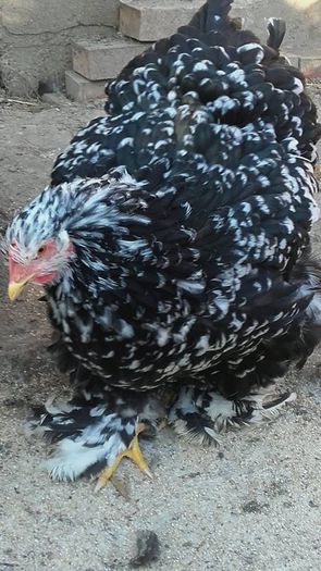 12188781_1705092656394233_244749882_n