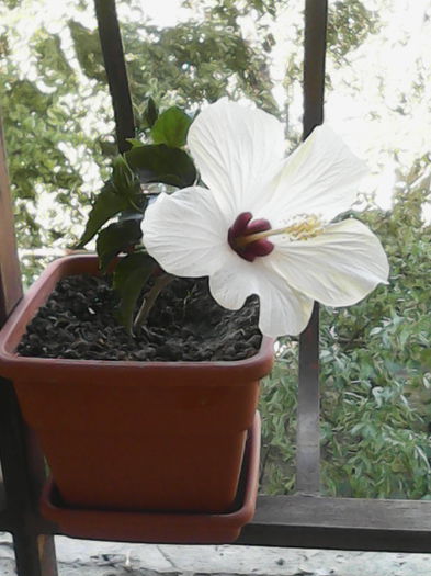 IMG_20150831_172851 - trandafirii chinezesti-hibiscus rosa sinensis