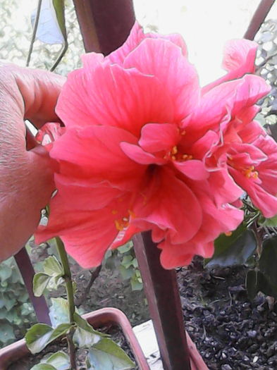 IMG_20150901_132558 - trandafirii chinezesti-hibiscus rosa sinensis