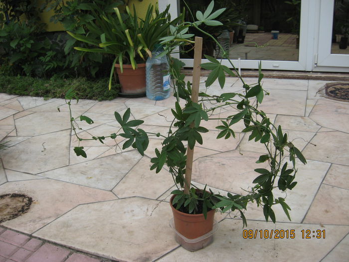 Picture 4724 - Passiflora caerulea
