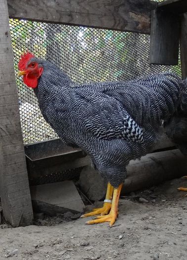 Noua achizitie - Plymouth Rock barat