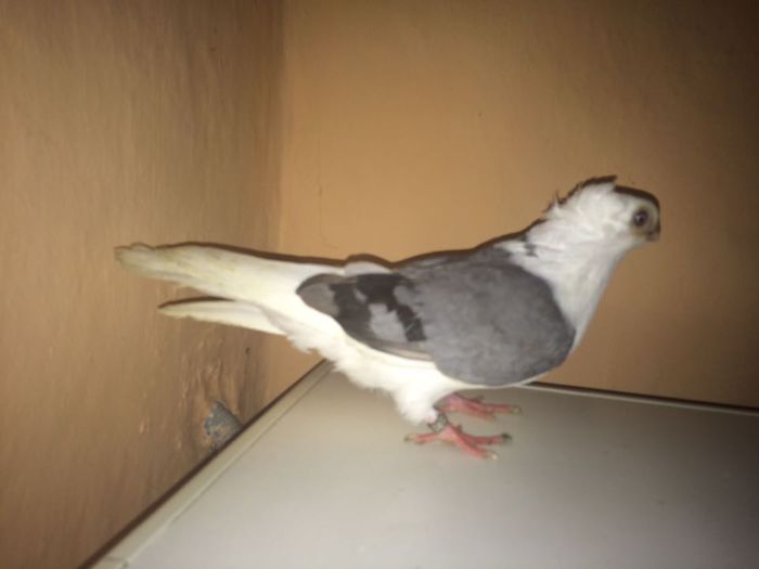 12226472_918503881567187_925103715_n