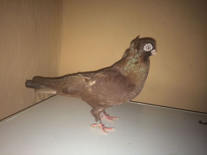 12226686_918503918233850_1645444910_n