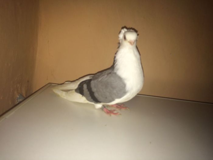 12231237_918503884900520_1729038966_n