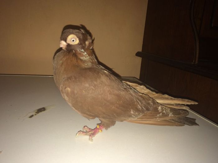 12231460_918503908233851_149504975_n